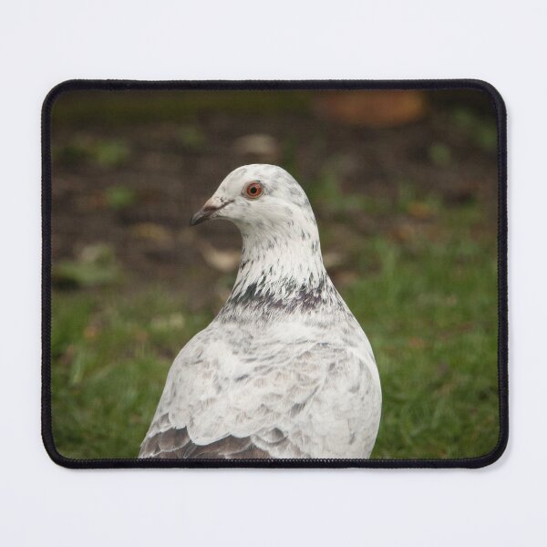 Item preview, Lovely White Speckled Pigeon designed and sold by StelleryART.