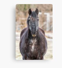 Dark Horse Metal Print