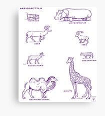 Zoology Animal Chart | Natural History Illustrations Canvas Print