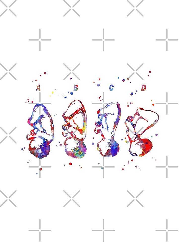 "Cephalic position, pregnancy, fetus, foetus, baby's development" Scarf