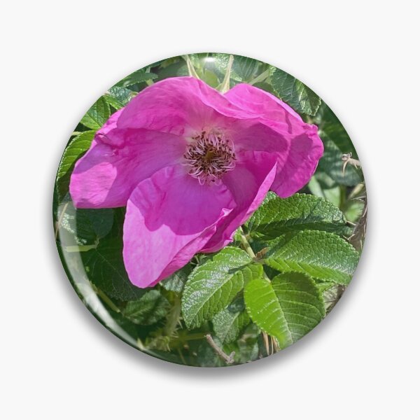 Item preview, Beach Rose designed and sold by Image-Prints.