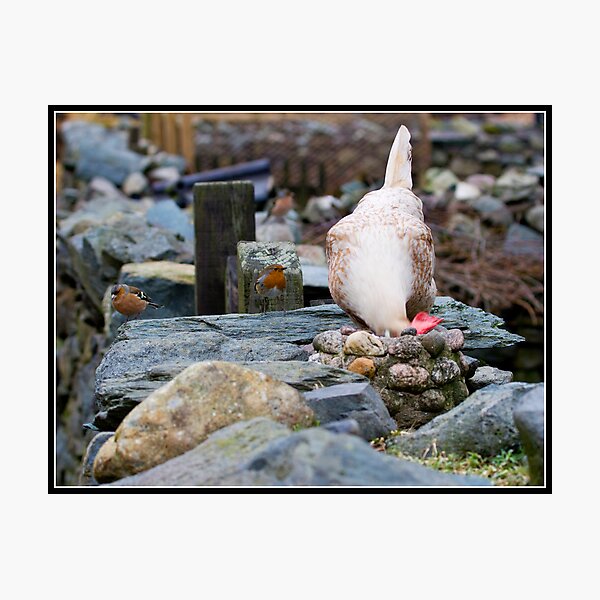 Item preview, Pecking order designed and sold by Shaun Whiteman.