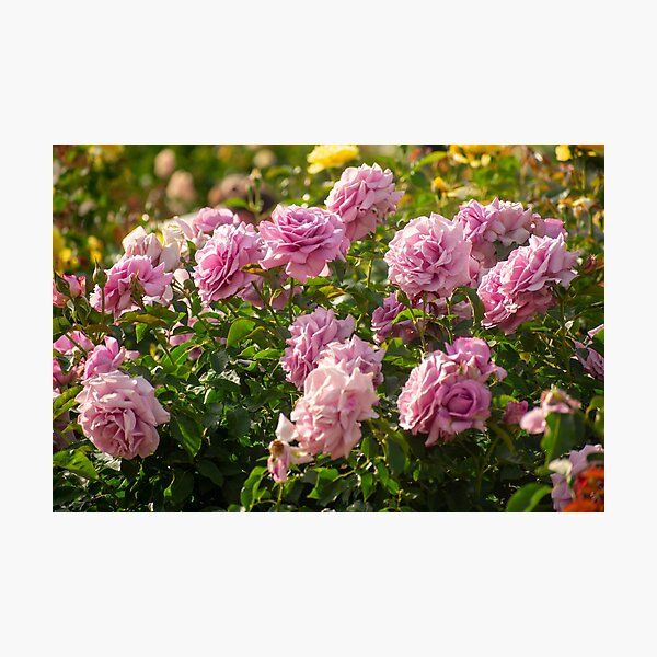 Item preview, Pink Rose Flower Garden  designed and sold by angiesphotoss.
