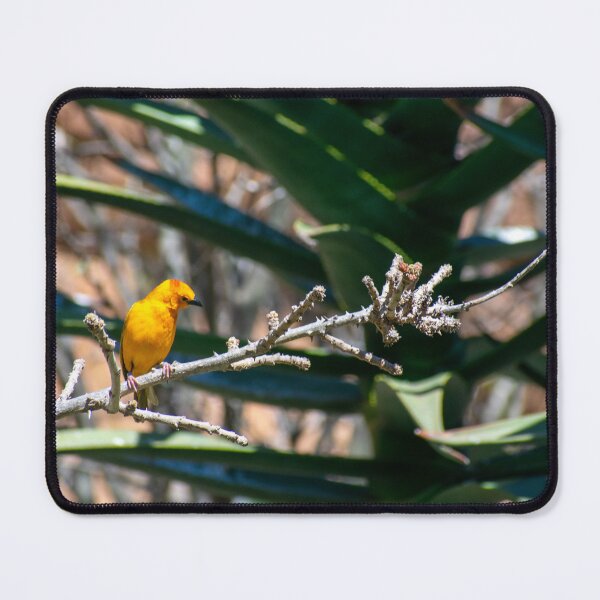 Item preview, Bird on a Branch  designed and sold by angiesphotoss.