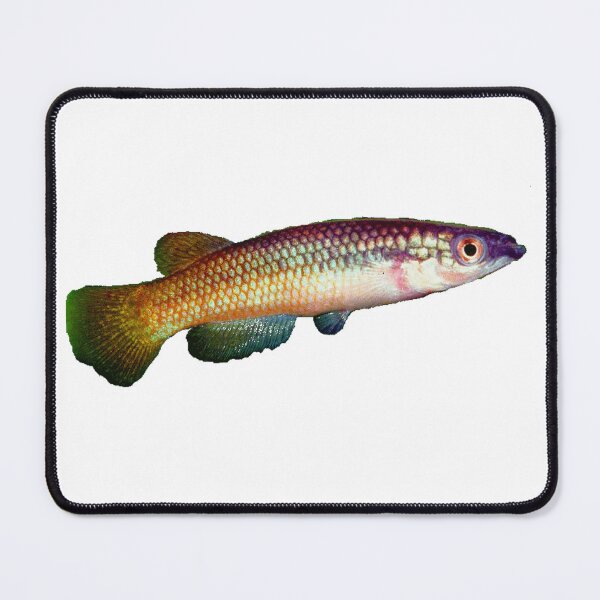 Item preview, Pachypanchax varatraza "Menambery Andampy" - Killifish designed and sold by killies.