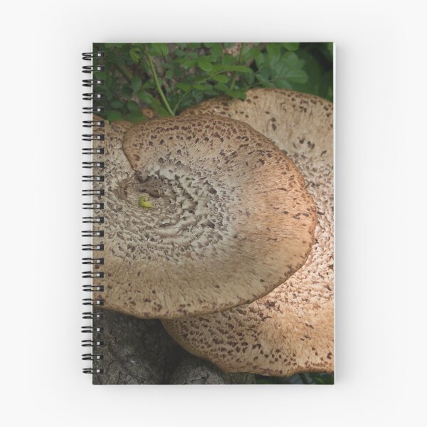 Aperçu de l'œuvre Champignons dans les bois créée et vendue par Donald Dandrea.