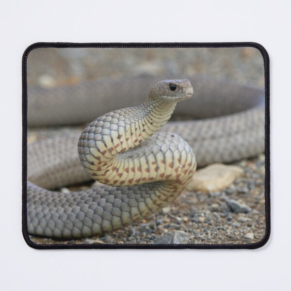 Item preview, Deadly Eastern Brown Snake designed and sold by Robbie Alexander.
