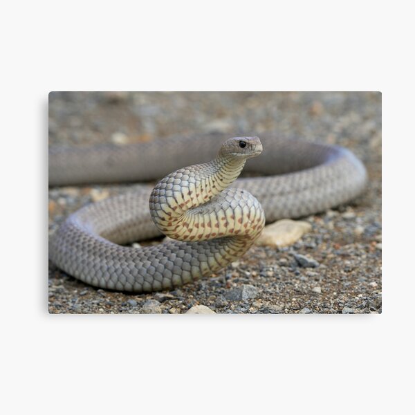 Slithering grey snake (Serpentes) For sale as Framed Prints, Photos, Wall  Art and Photo Gifts