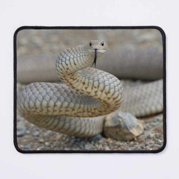 Item preview, Deadly Eastern Brown Snake designed and sold by Robbie Alexander.
