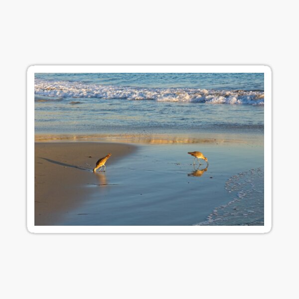 Shorebirds feeding in the surf at Laguna Beach, California. Sticker