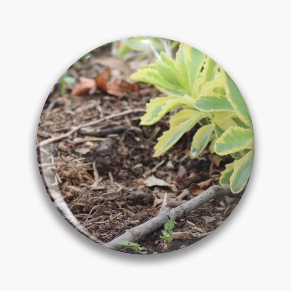 Item preview, Sedum Green designed and sold by ancientolivine.