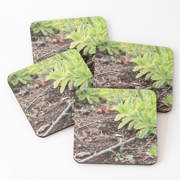 Item preview, Sedum Green designed and sold by ancientolivine.