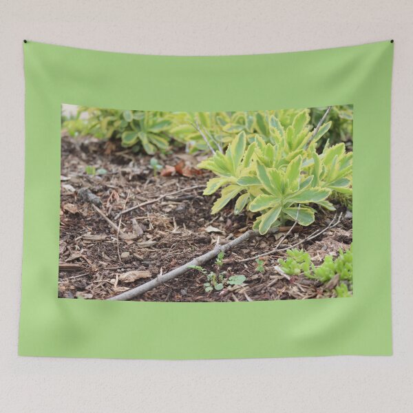 Item preview, Sedum Green designed and sold by ancientolivine.