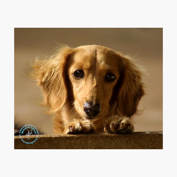 Item preview, Dachshund designed and sold by Traffordphotos.