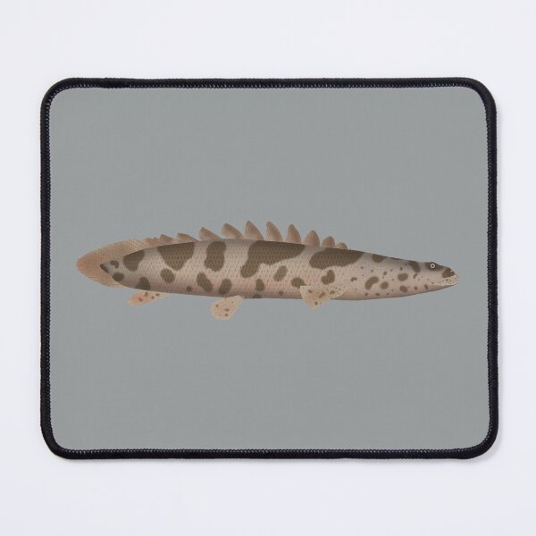 Item preview, Saddle Bichir designed and sold by fishfolkart.