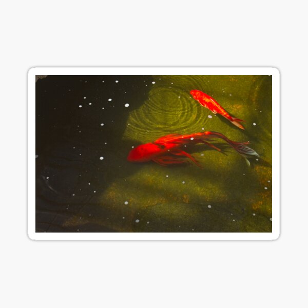 Orange Koi fish in a pond, Arizona. Sticker