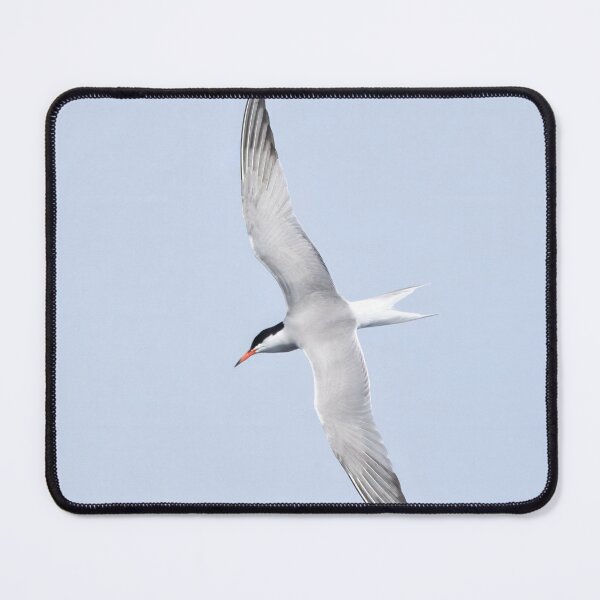 Item preview, Common tern square designed and sold by Jouko Lehto Photography.