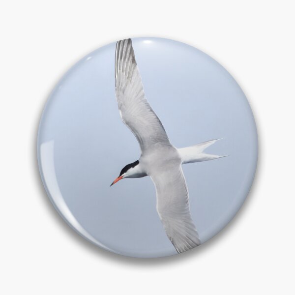 Item preview, Common tern square designed and sold by Jouko Lehto Photography.