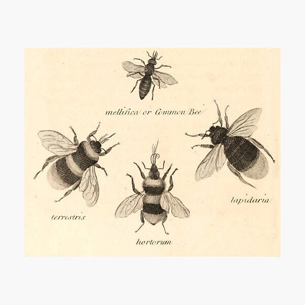 Naturalist Bees Photographic Print
