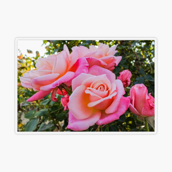 Rose Symbolism In Literature Meanings And Examples 52 Off Rose Symbolism In Literature Meanings And Examples 52 Off