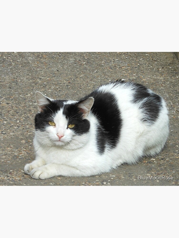 Chat blanc avec des taches noires Impression encadr e