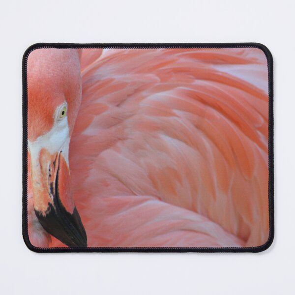 Item preview, Flamingo Resting designed and sold by Evelynsphoto.