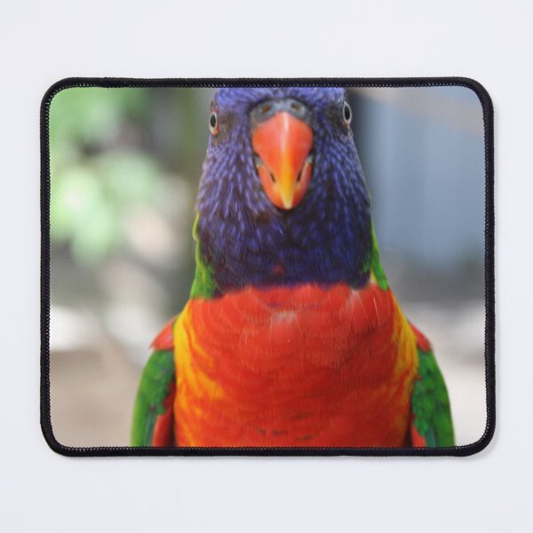 Item preview, Lory Bird, waiting for food designed and sold by Evelynsphoto.