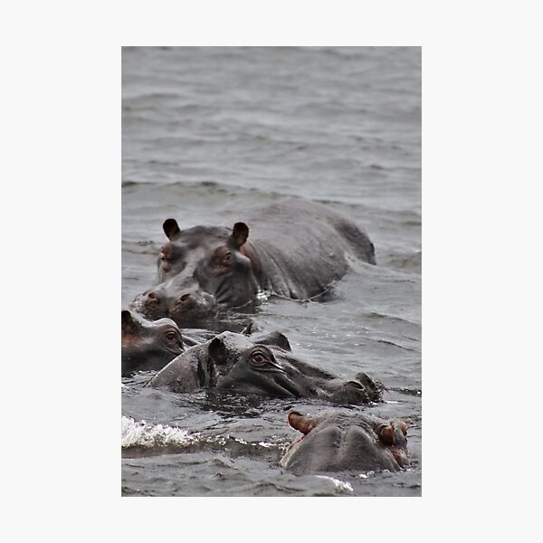 Vista previa del artículo con la obra «Hipopótamos salvajes en el río Chobe, África», diseñado y vendido por McGingPhotos.