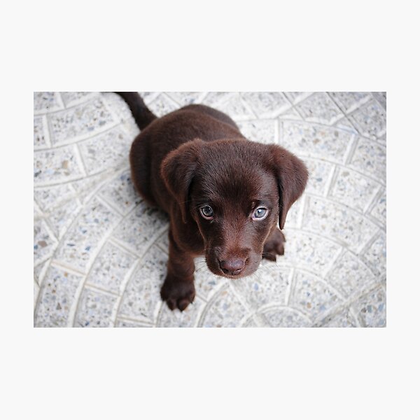 Impression Photo Chiot Labrador Brun Chocolat Par Manwithacamera Redbubble