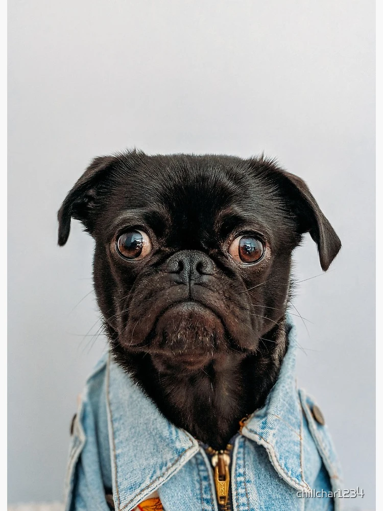  pug.: Black Cute Pug with Glasses, Lined Journal, 140
