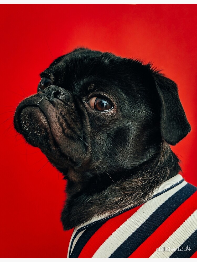 red pug