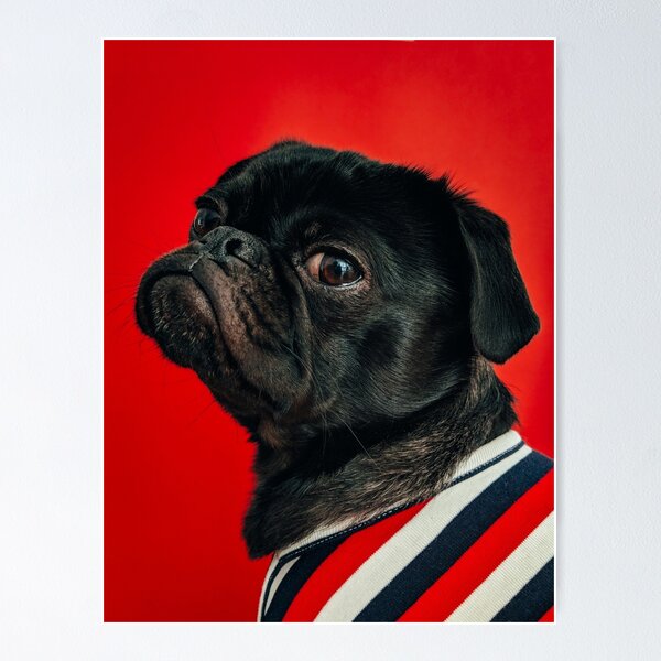 Item preview, Grumpy Black Pug on a Red Background Side-Eye Funny Image designed and sold by chillchar1234.