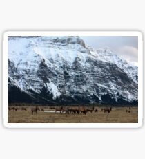 Elk Herd at Waterton Sticker