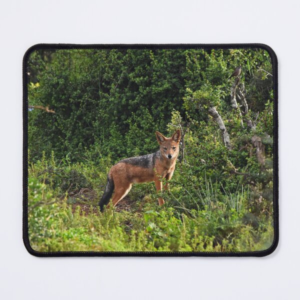 Item preview, A Jackal in the Wilderness | wildlife photography designed and sold by Mii-pics.
