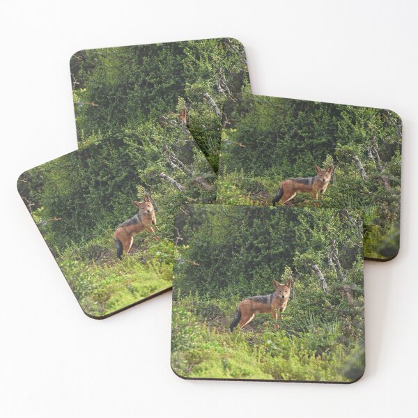 Item preview, A Jackal in the Wilderness | wildlife photography designed and sold by Mii-pics.