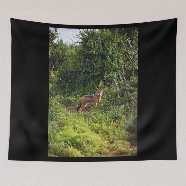 Item preview, A Jackal in the Wilderness | wildlife photography designed and sold by Mii-pics.