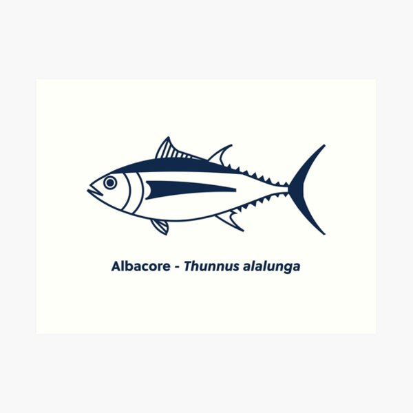  Albacore Tuna Beautiful Fish Decal