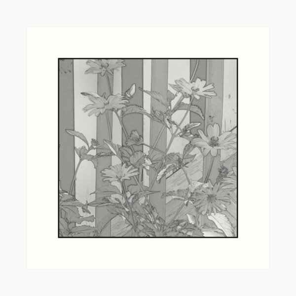 Grayscale photographically styled poster of daisies by a fence Art Print