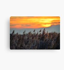 Bulrush Canvas Print