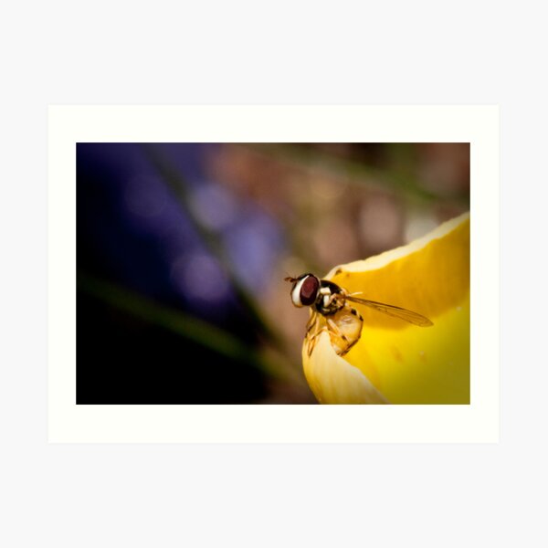 Vigilant Bee Art Print