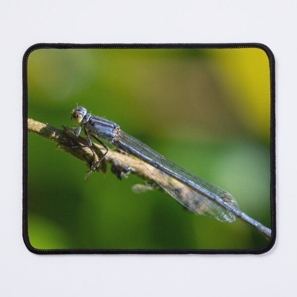 Item preview, Dragonfly 2 designed and sold by Jacquiamber.