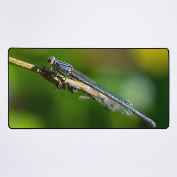 Item preview, Dragonfly 2 designed and sold by Jacquiamber.