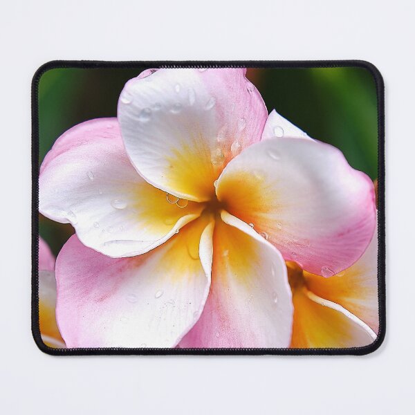 Item preview, "Dream Palette: The White, Orange and Pink Franjipani Flower designed and sold by franck380.