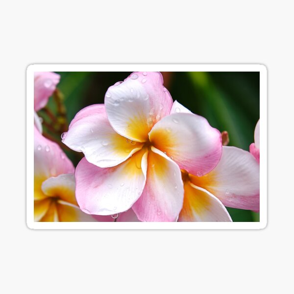 Artikel-Vorschau von „Traumpalette: Die weiße, orange und rosa Franjipani-Blume, designt und verkauft von franck380.