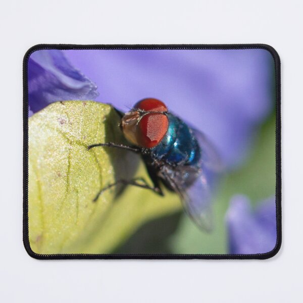 Item preview, Blue Bottle Fly 2 designed and sold by Jacquiamber.