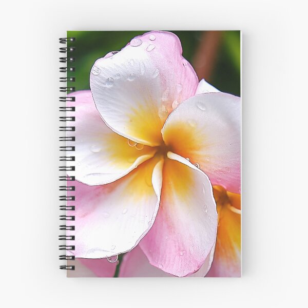 Item preview, Dream Palette: The White, Orange and Pink Franjipani Flower designed and sold by franck380.