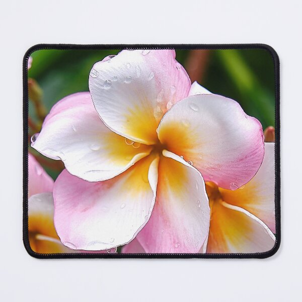 Item preview, Dream Palette: The White, Orange and Pink Franjipani Flower designed and sold by franck380.