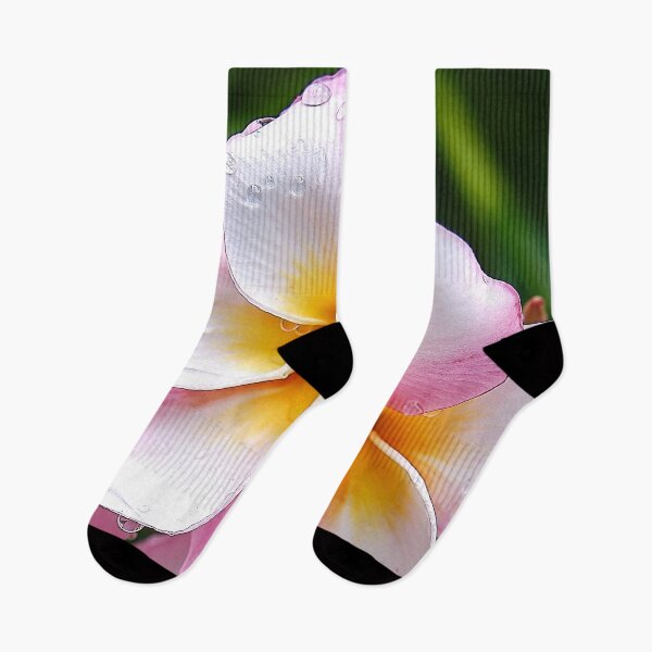 Item preview, Dream Palette: The White, Orange and Pink Franjipani Flower designed and sold by franck380.