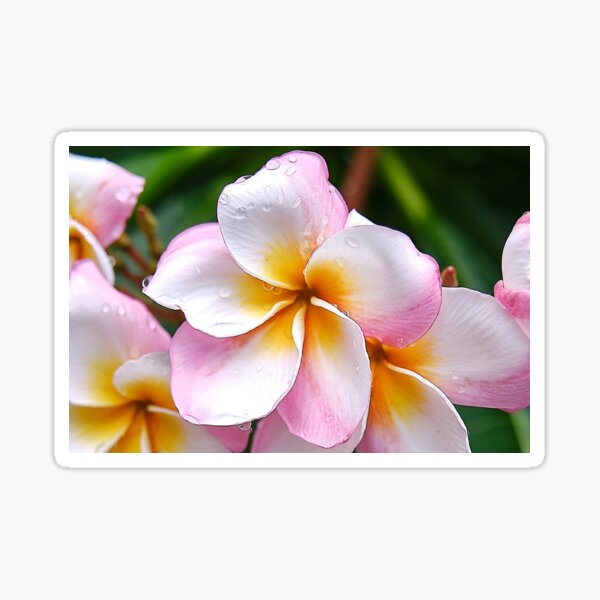 Artikel-Vorschau von Traumpalette: Die weiße, orange und rosa Franjipani-Blume, designt und verkauft von franck380.