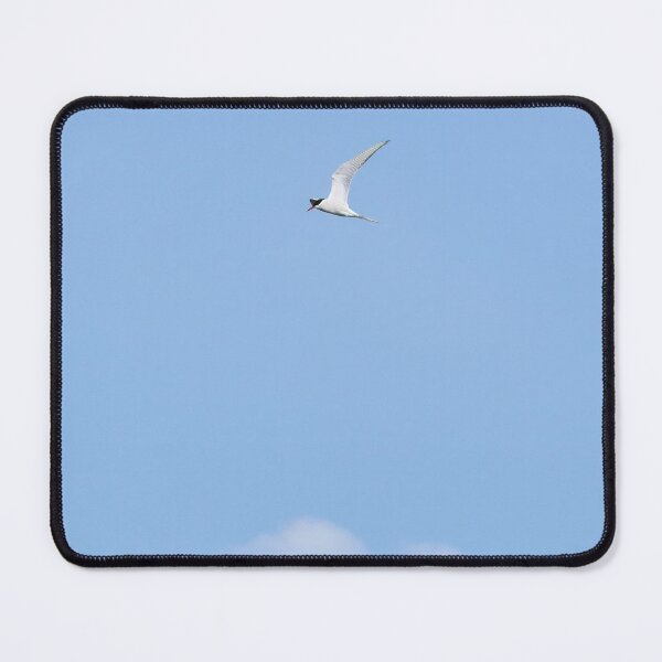 Item preview, Common tern blues designed and sold by Jouko Lehto Photography.